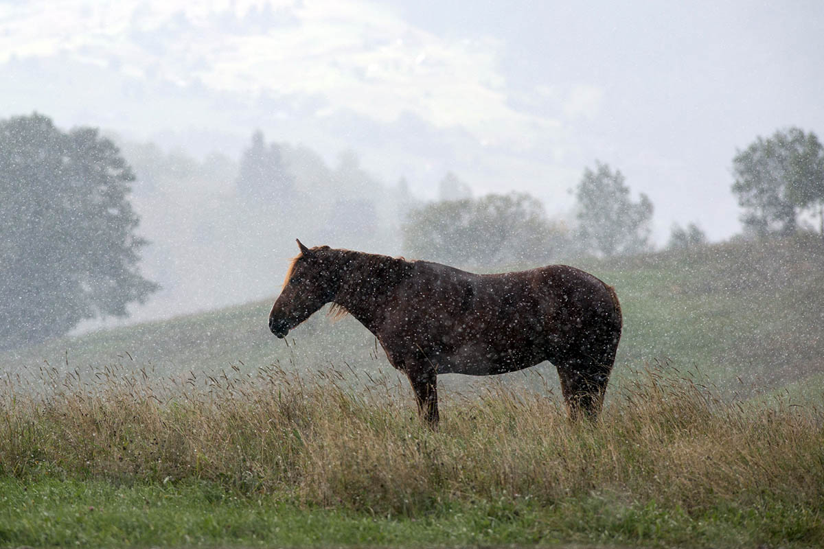 Horse in the rain